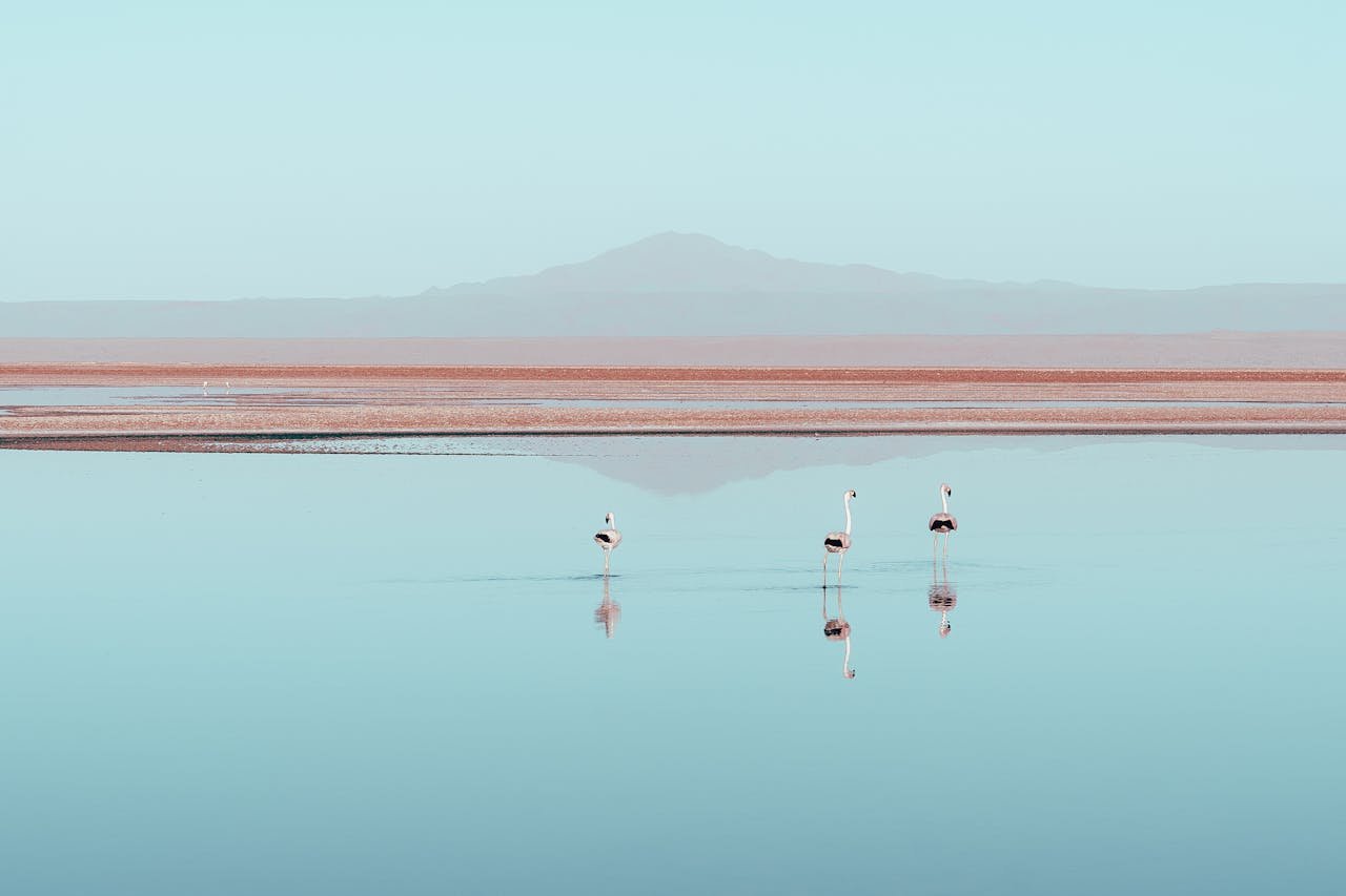 Three flamingos wade in the serene waters of Chaxa Lagoon in Chile's Atacama Desert.